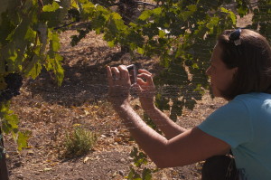 castoro cellars grape with crystal