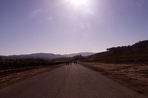 vineyard walk halter ranch